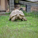 2022 Boulder Ridge Wild Animal Park Tortoise
