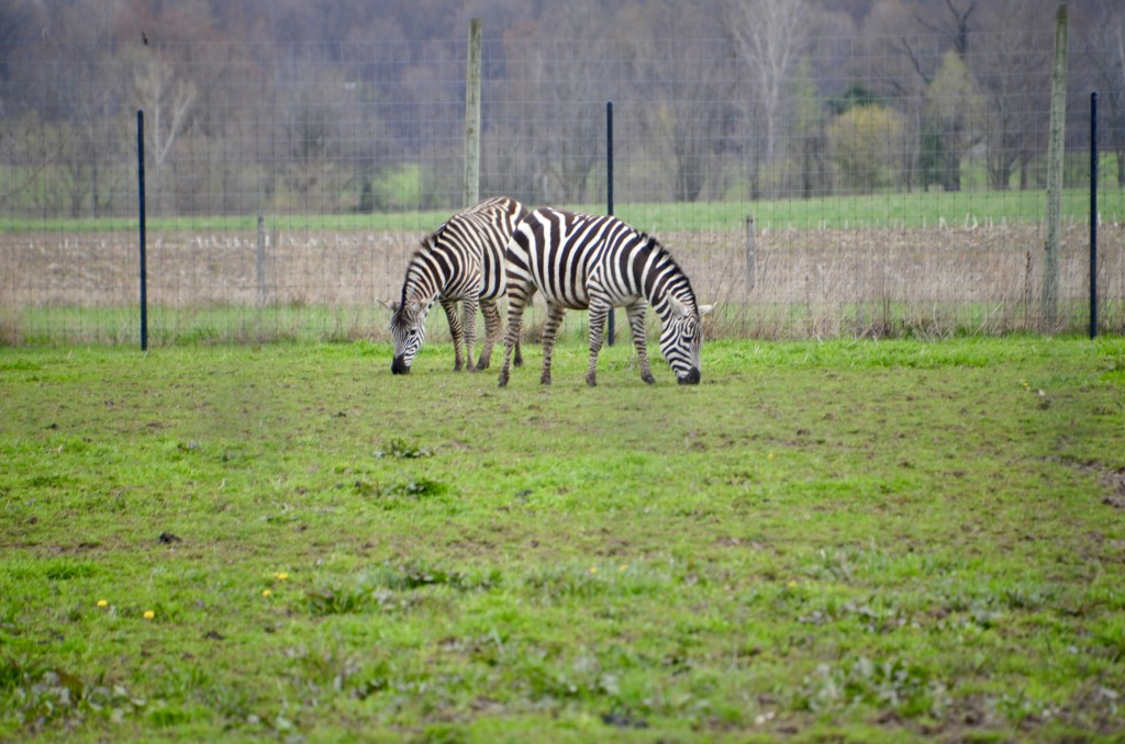 2022 Boulder Ridge Wild Animal Park Zebras