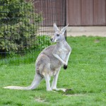 2022 Boulder Ridge Wild animal Park Kangaroo