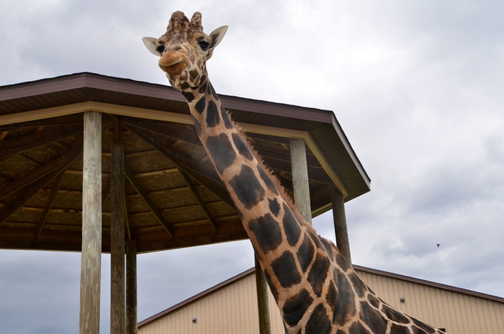 2022 Boulder Ridge Wild animal Park Male Giraffe