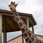 2022 Boulder Ridge Wild animal Park Male Giraffe