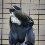 2022 Boulder Ridge Wild animal Park Primates