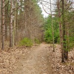 Arcadia Dunes Wood Hiking Trail CS Mott Preserve