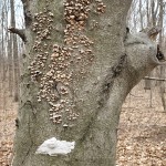 A Arcadia Dunes Tree Fungi Covered