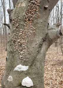 A Arcadia Dunes Tree Fungi Covered
