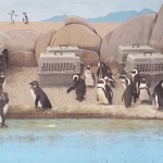A Boulder Ridge Wild Animal Park African Penguins 2022