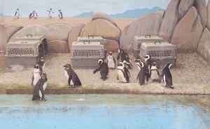 A Boulder Ridge Wild Animal Park African Penguins 2022