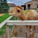 A Boulder Ridge Wild Animal Park Camel 2022