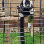 A Boulder Ridge Wild Animal Park Lemur 2022