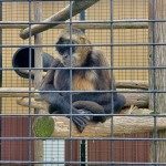 A Boulder Ridge Wild Animal Park Monkey 2022