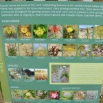 Arcadia Dunes Flowers CS mott Nature Preserve
