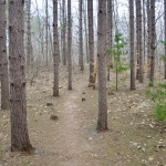 Arcadia Dunes Pine Forest CS Mott Nature Preserve
