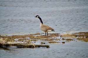 Arcadia Marsh Canada Goose