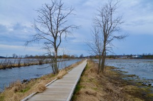 Arcadia Marsh Preserve Boardwalk Trail Michigan