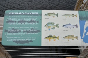 Arcadia Marsh Preserve Fish Species