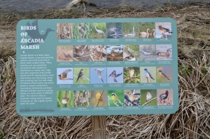 Arcadia Marsh Preserve Michigan Bird Species