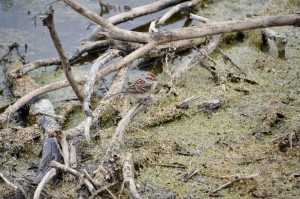 Arcadia Marsh Preserve Sparrow Michigan