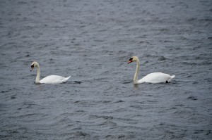 Arcadia Marsh Preserve Swans