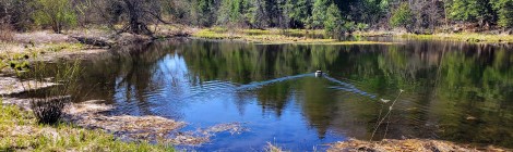 Mayfield Pond Park: Fishing, Trails, and History in Northern Michigan