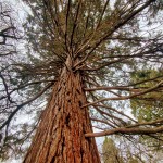 How To Visit the Michigan Giant Sequoia Trees at Lake Bluff Farms in Manistee