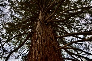 Michigan Giant Sequoia Feature Photo Manistee Lake Bluff Farms