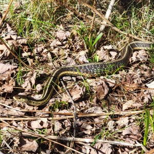 Mayfield Pond Park Garter Snake Michigan