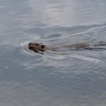 Nara Nature Trail Beaver Swimming Houghton Michigan