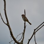 Nara Nature Trail Boardwalk Sparrow Houghton MI