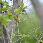 Nara Nature Trail Boardwalk Warbler Houghton MI