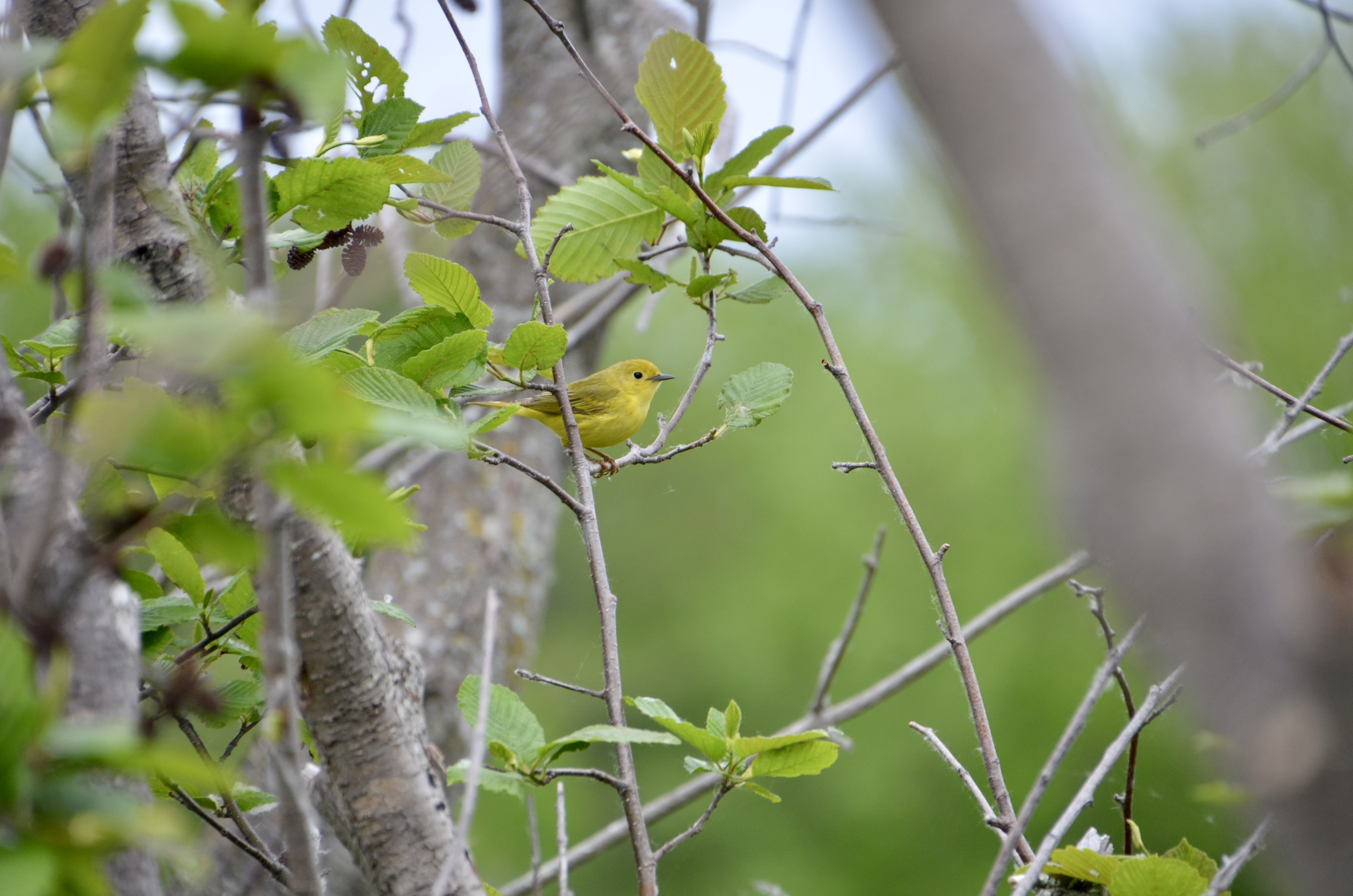 Nara Nature Trail Boardwalk Warbler Houghton MI