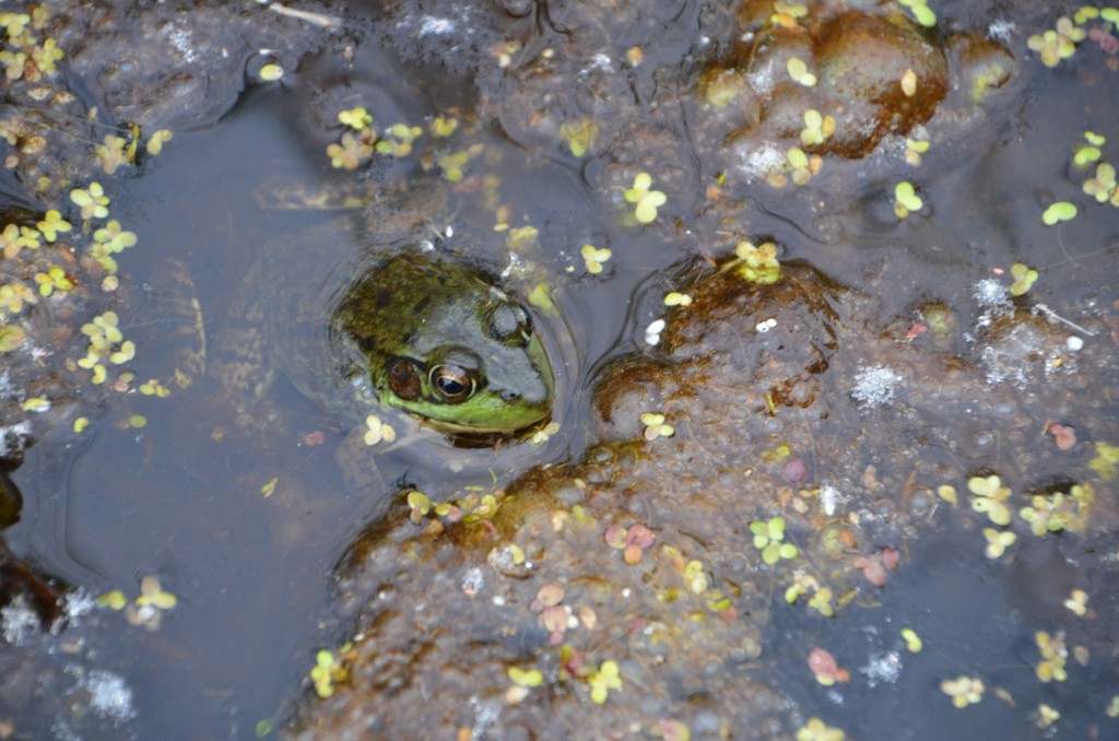 Nara Nature Trail Frog Houghton MI