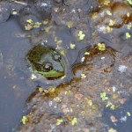 Nara Nature Trail Frog Houghton MI