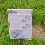 Nara Nature Trail Waterside Trees Information Sign Houghton