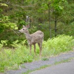 Nara Nature Trail Whitetail Deer Houghton MI