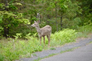 Nara Nature Trail Whitetail Deer Houghton MI