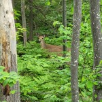 Nara Nature Trail Whitetail Deer Houghton
