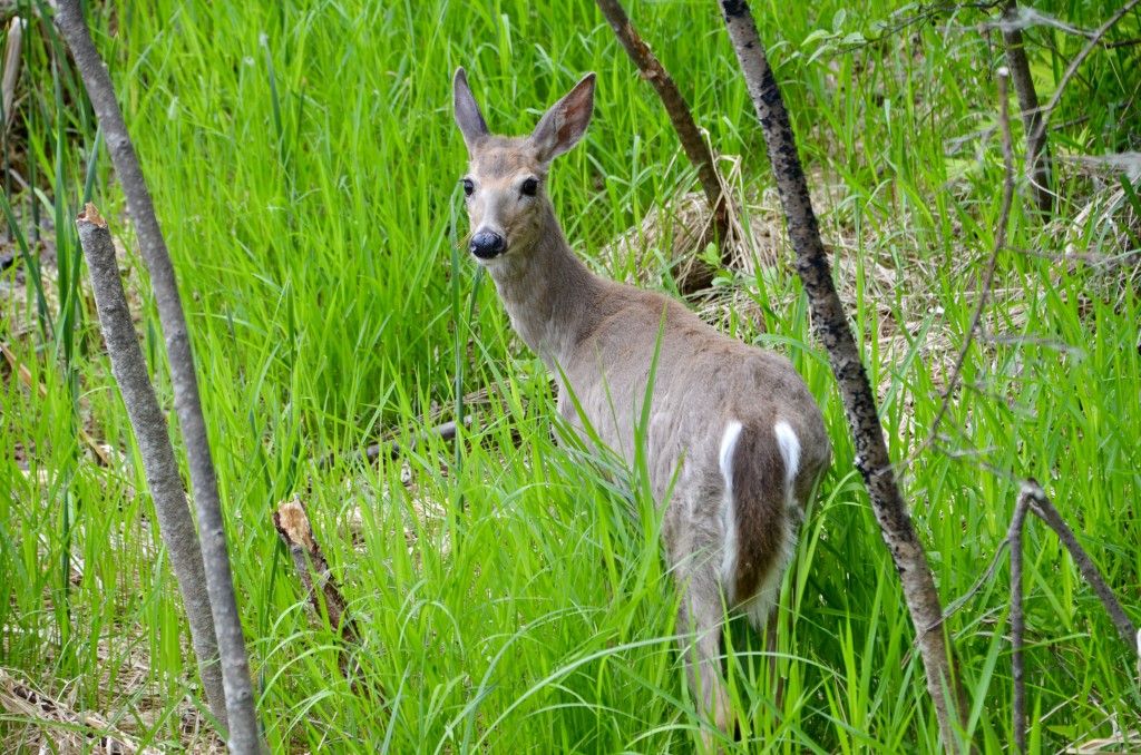 Nara Nature Trail Whitetail Deer Wildlife Houghton