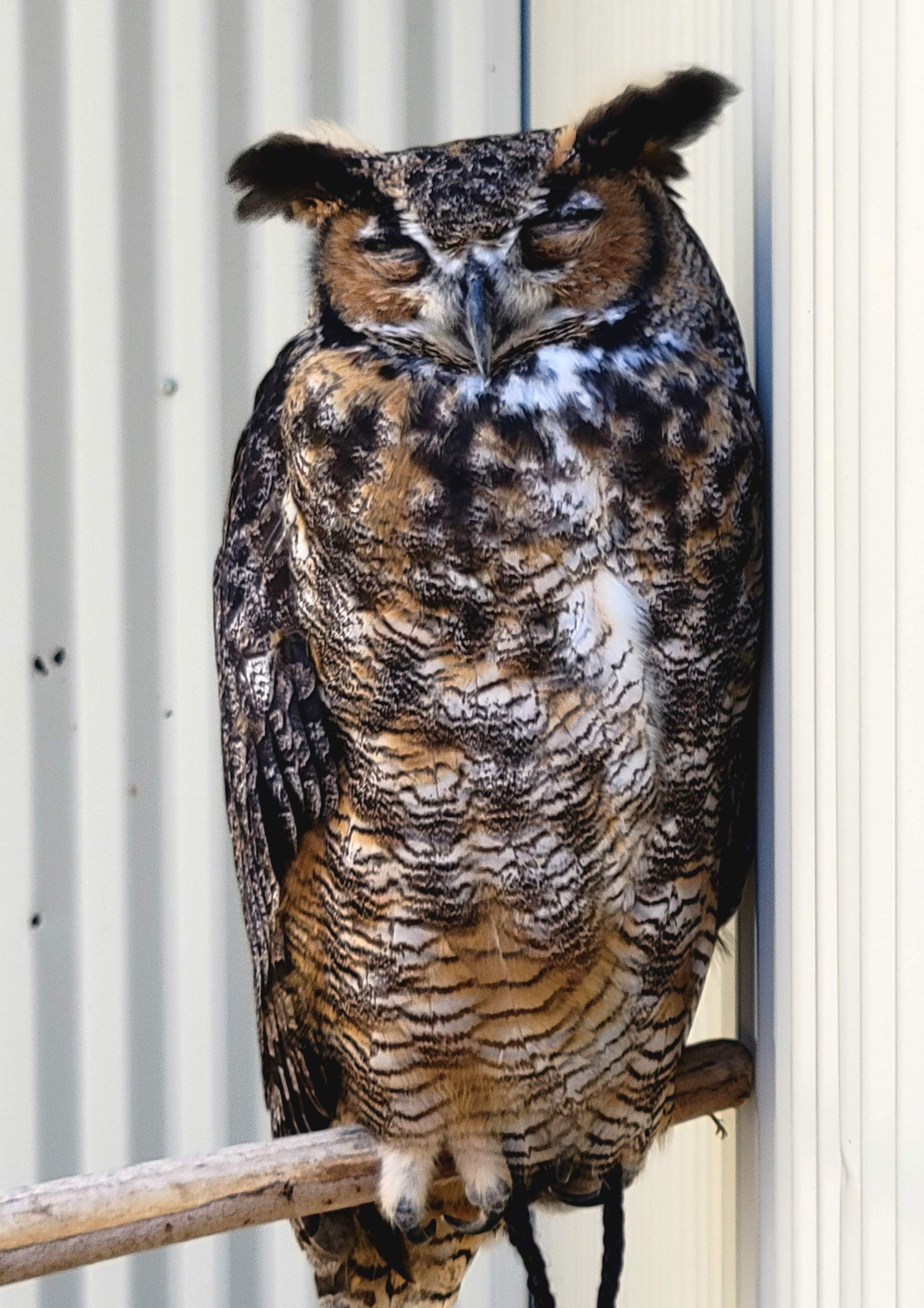Outdoor Discovery Center Dewitt Birds of Prey Great Horned Owl