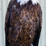 Outdoor Discovery Center Holland Michigan Bald Eagle