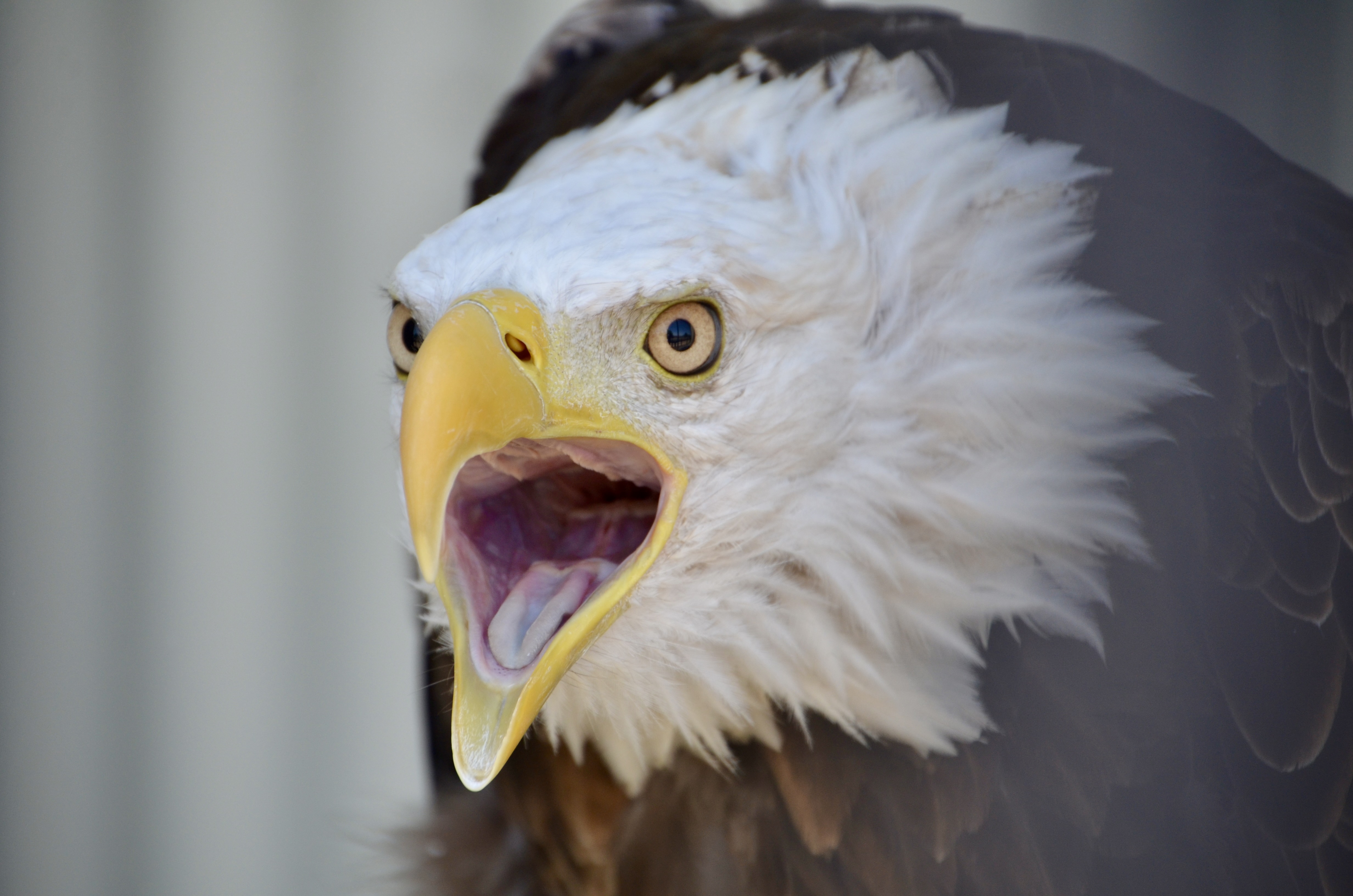 Outdoor Discovery Center Holland Michigan Bald Eagle Vocals Travel