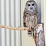 Outdoor Discovery Center Holland Michigan Barred Owl
