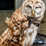 Outdoor Discovery Center Holland Michigan Barred Owl 2