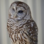 Outdoor Discovery Center Holland Michigan Barred Owl 3