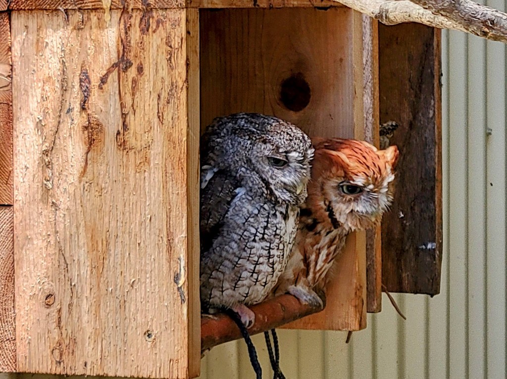 Outdoor Discovery Center Holland Michigan Eastern Screech Owls