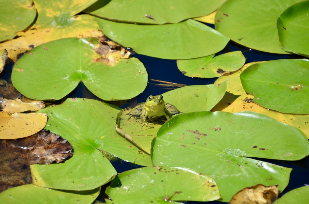 Outdoor Discovery Center Holland Michigan Frog Lilypad