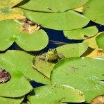 Outdoor Discovery Center Holland Michigan Frog Lilypad