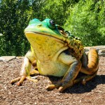Outdoor Discovery Center Holland Michigan Frog Scultpure