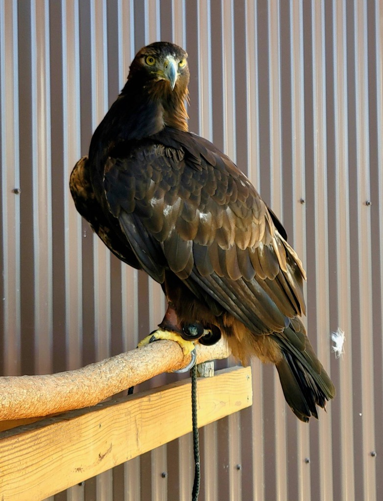 Outdoor Discovery Center Holland Michigan Golden Eagle