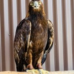 Outdoor Discovery Center Holland Michigan Golden Eagle Exhibit