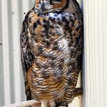 Outdoor Discovery Center Holland Michigan Great Horned Owl